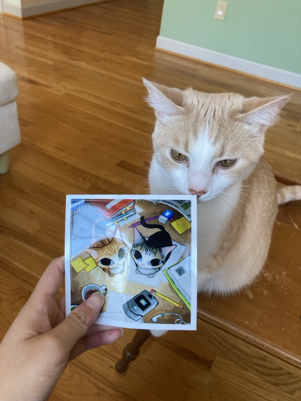cat